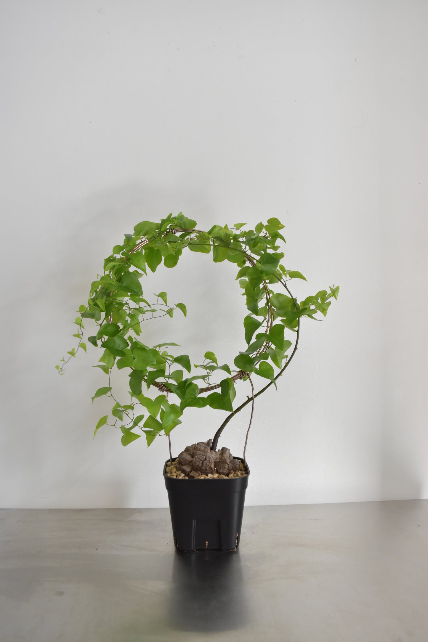 長谷川亀甲竜16