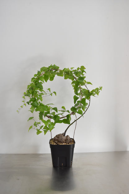 長谷川亀甲竜16