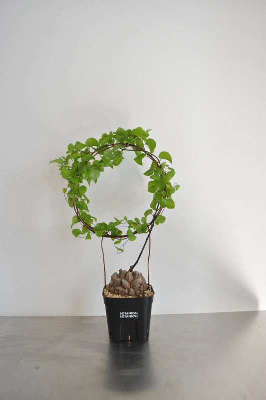 長谷川亀甲竜59