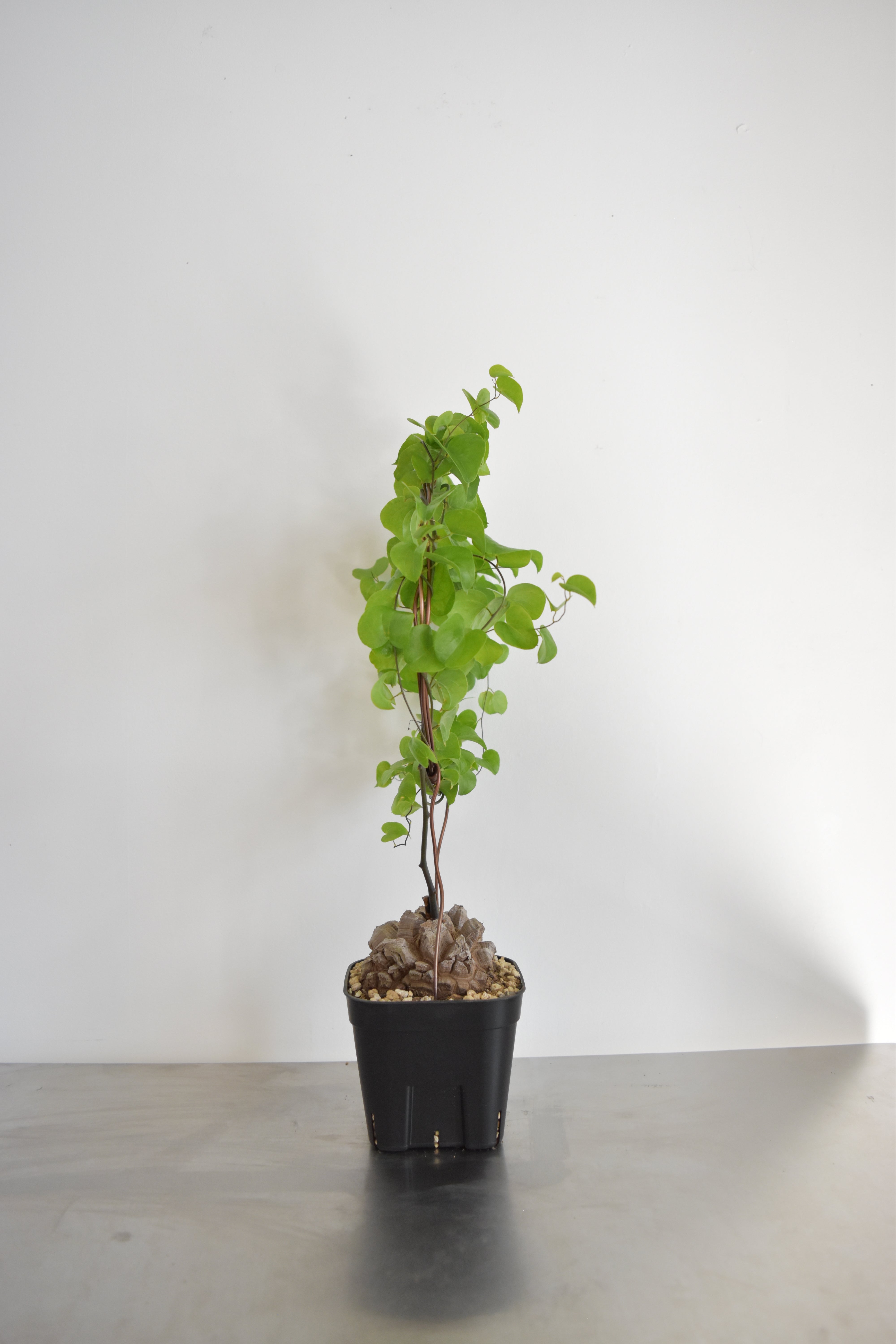 長谷川亀甲竜59 – BOTANICAL BOTANICAL