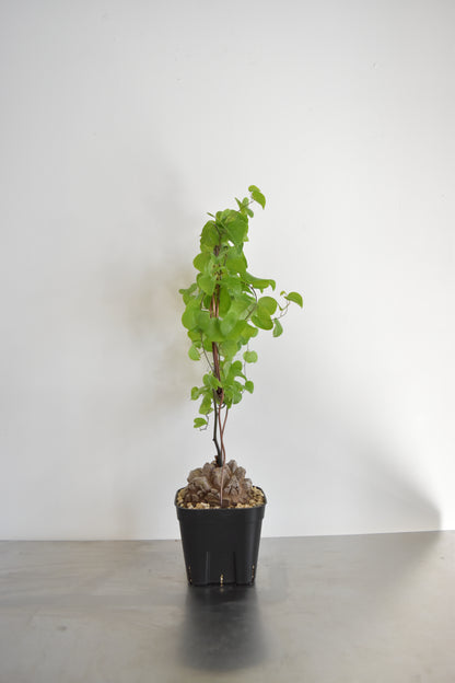 長谷川亀甲竜59