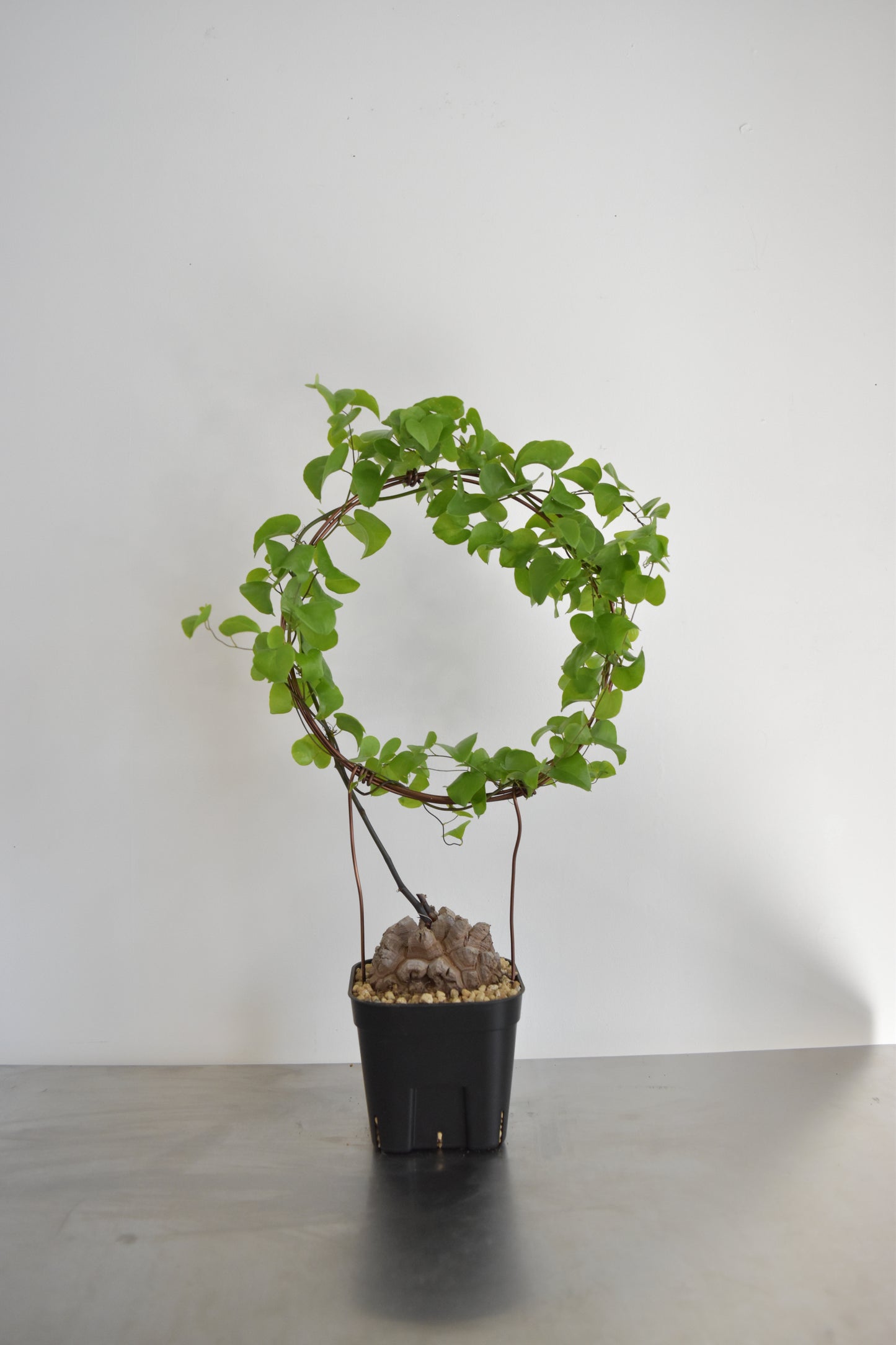 長谷川亀甲竜59