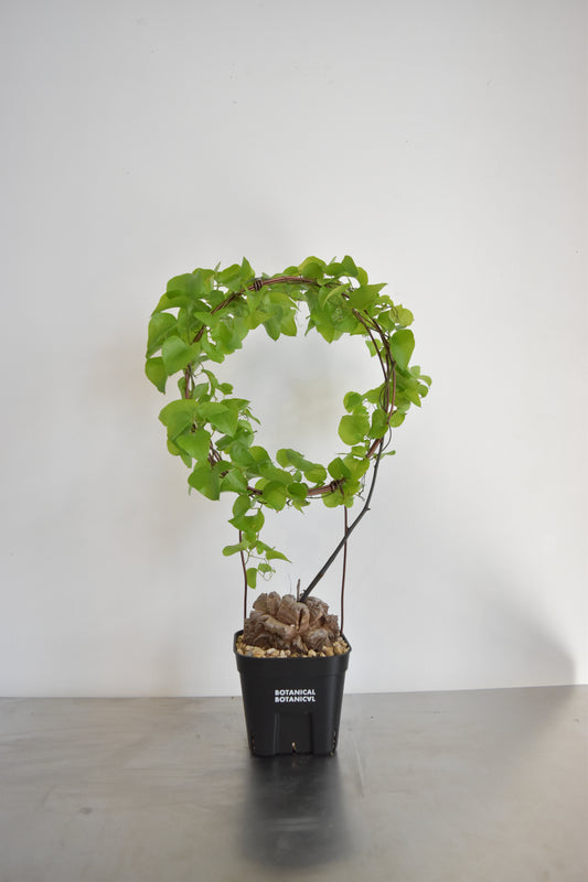 長谷川亀甲竜55