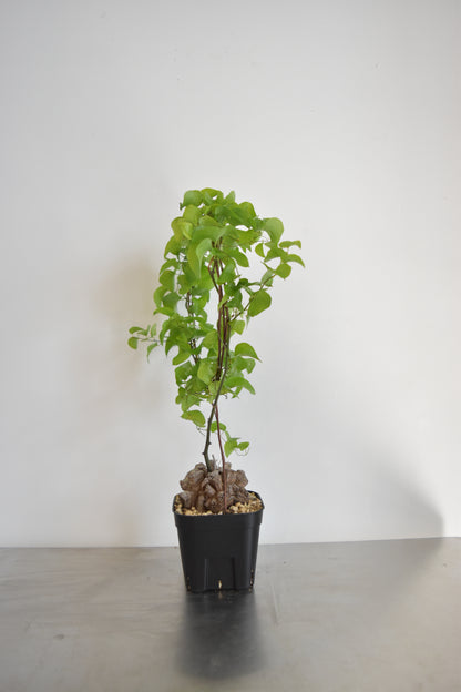 長谷川亀甲竜55