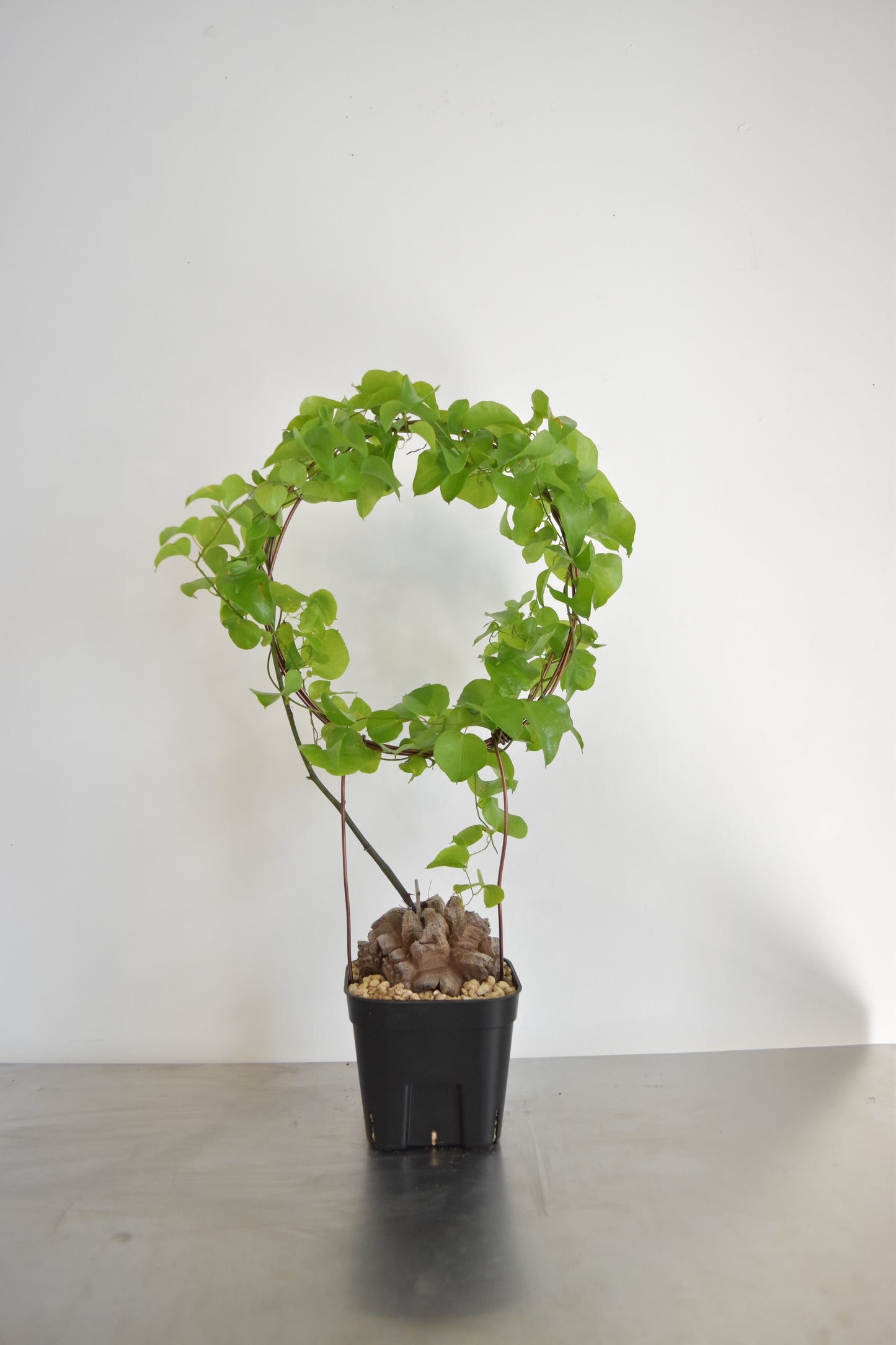 長谷川亀甲竜55