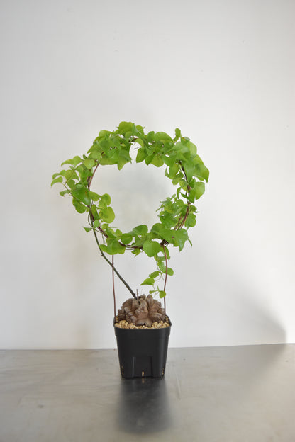 長谷川亀甲竜55