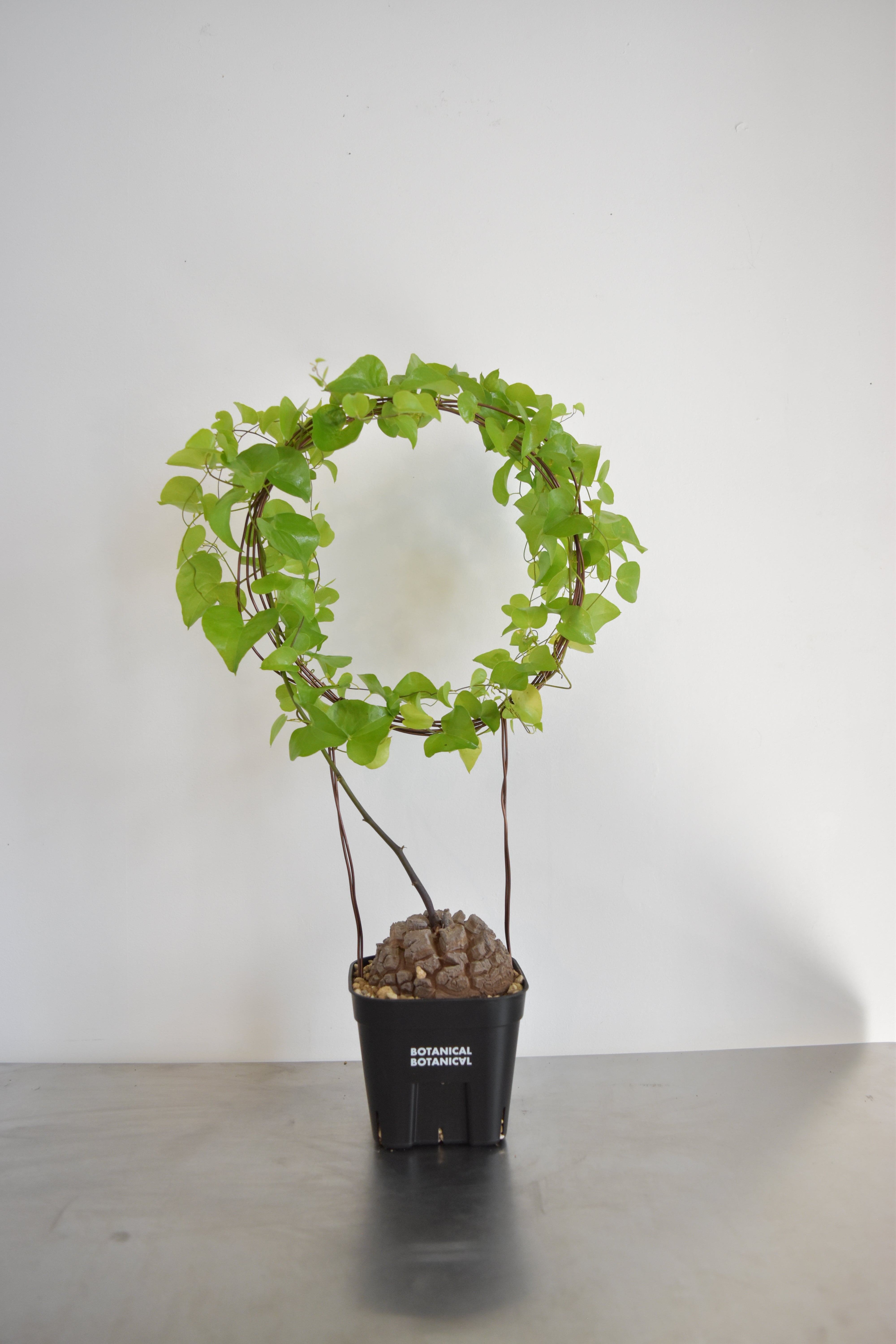 BOTANICAL BOTANAICAL ONLINE SHOP – BOTANICAL BOTANICAL