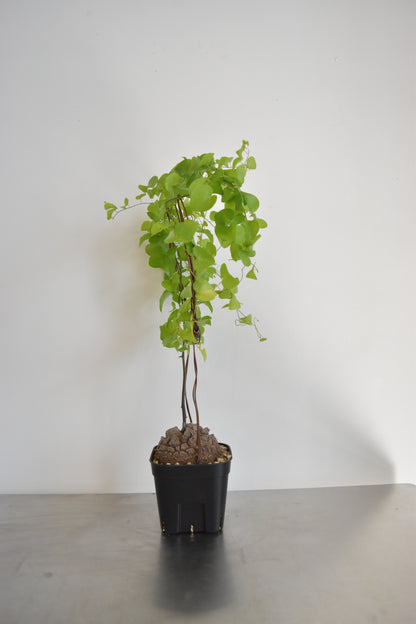 長谷川亀甲竜61