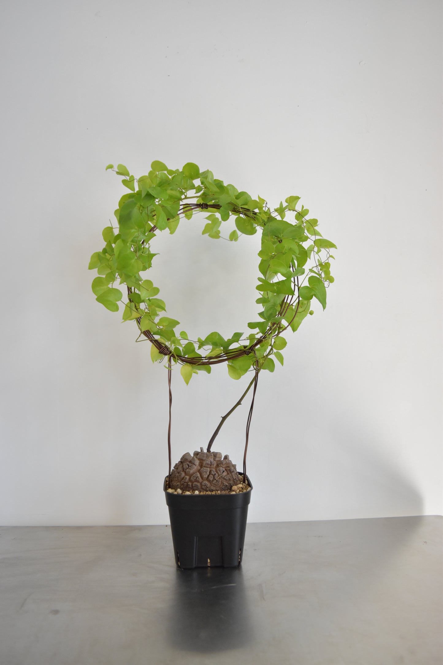 長谷川亀甲竜61