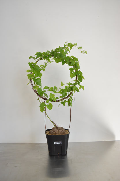 長谷川亀甲竜51