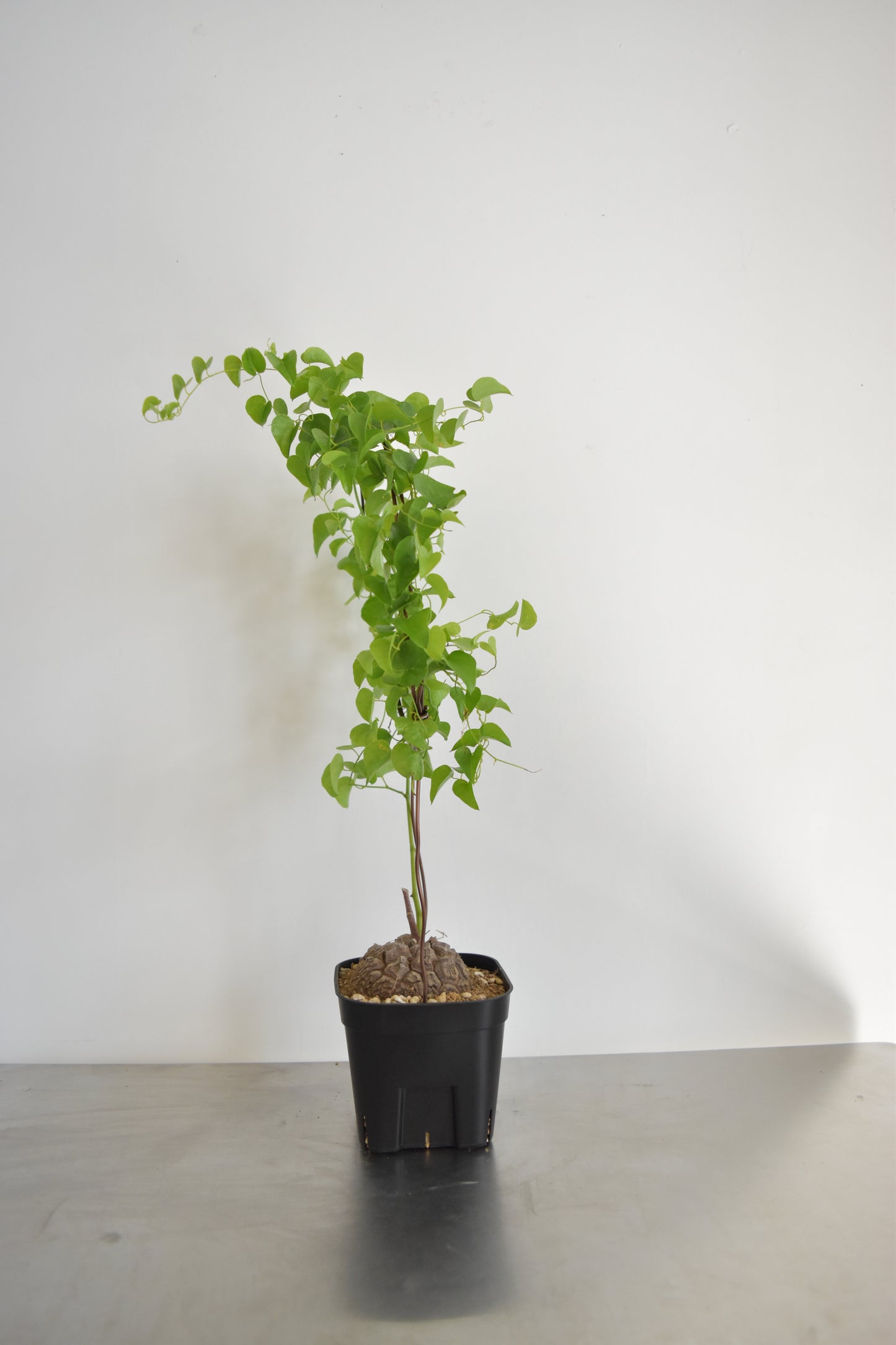 長谷川亀甲竜51