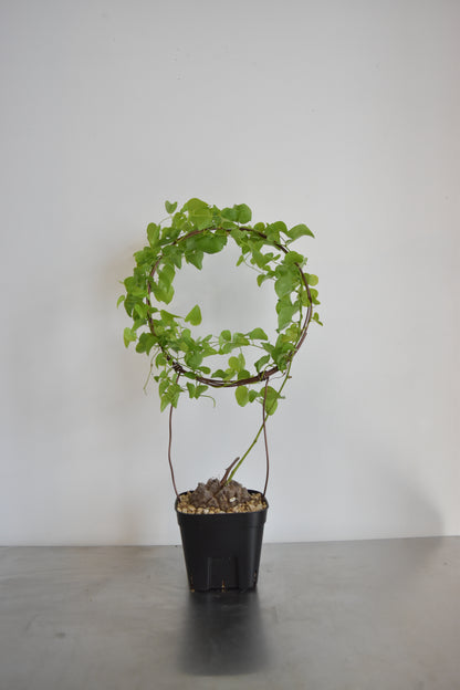 長谷川亀甲竜51