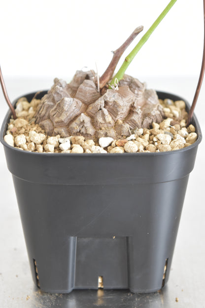 長谷川亀甲竜51