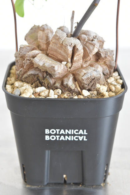 長谷川亀甲竜55