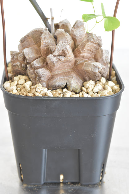 長谷川亀甲竜55