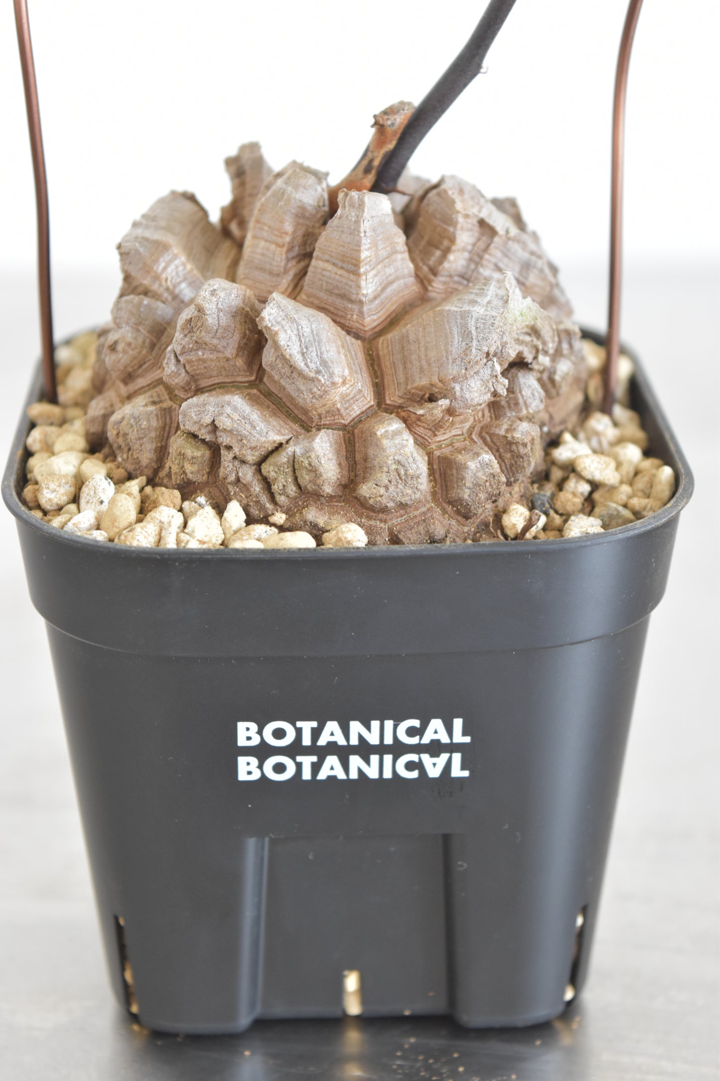 長谷川亀甲竜59