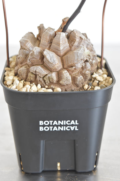 長谷川亀甲竜59