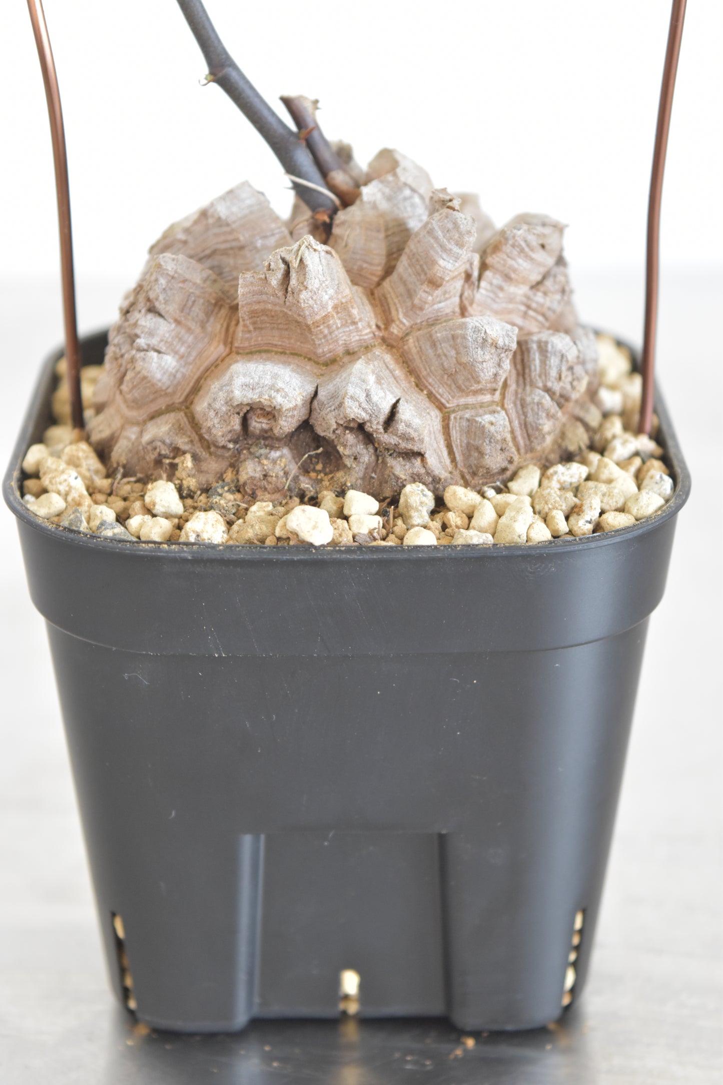 長谷川亀甲竜59