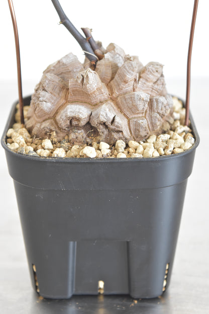 長谷川亀甲竜59