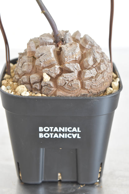 長谷川亀甲竜61