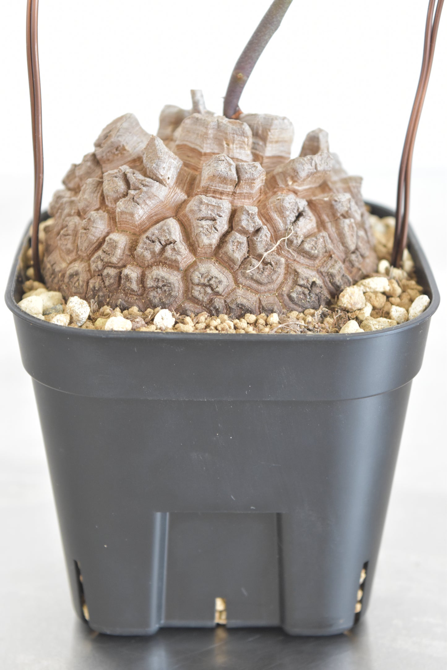 長谷川亀甲竜61