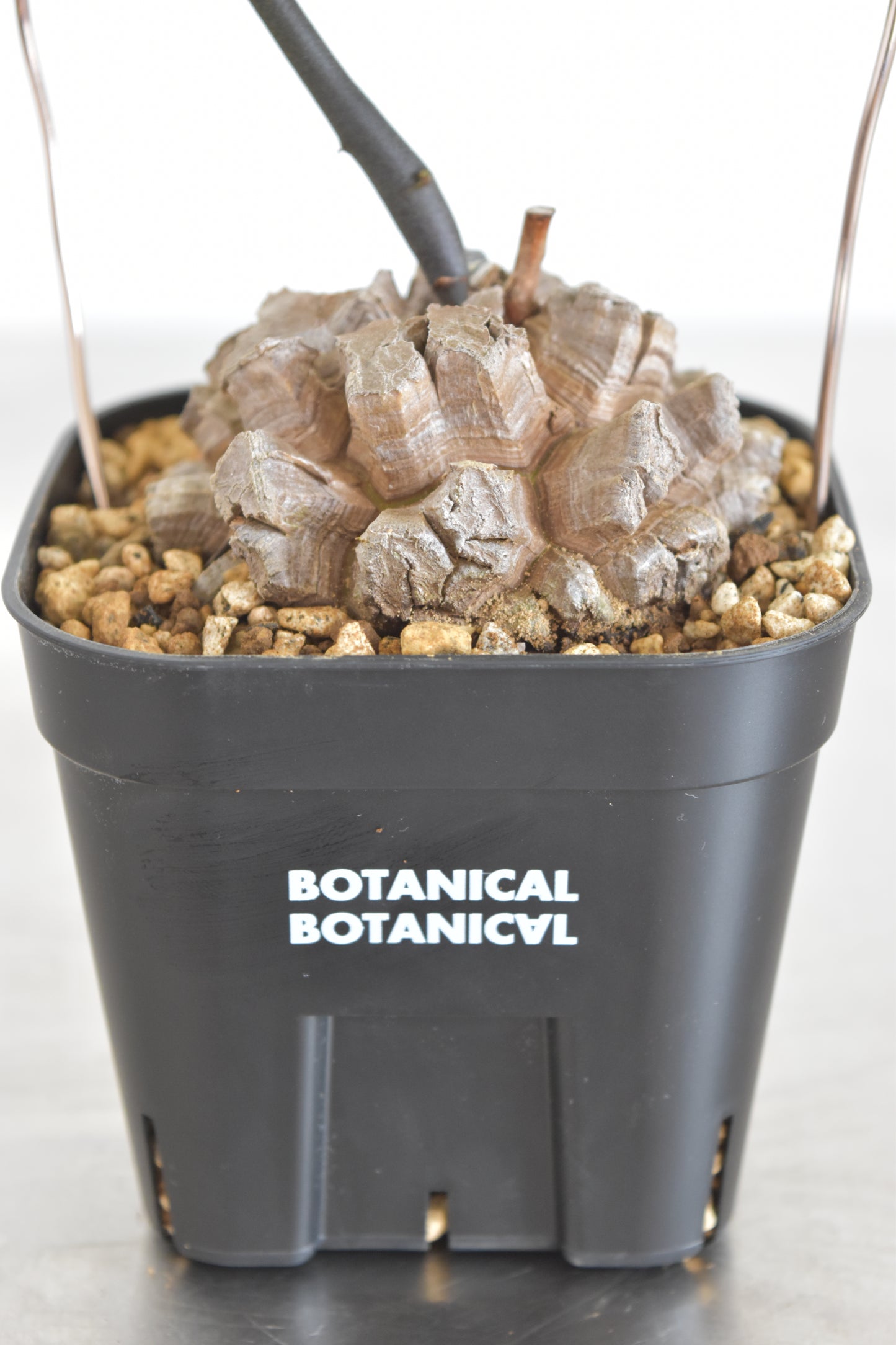 長谷川亀甲竜14