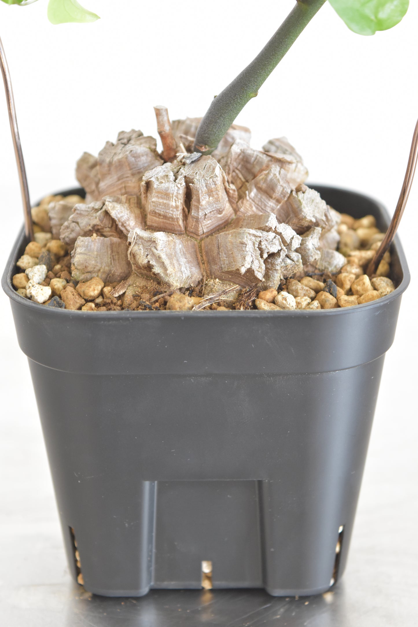 長谷川亀甲竜14