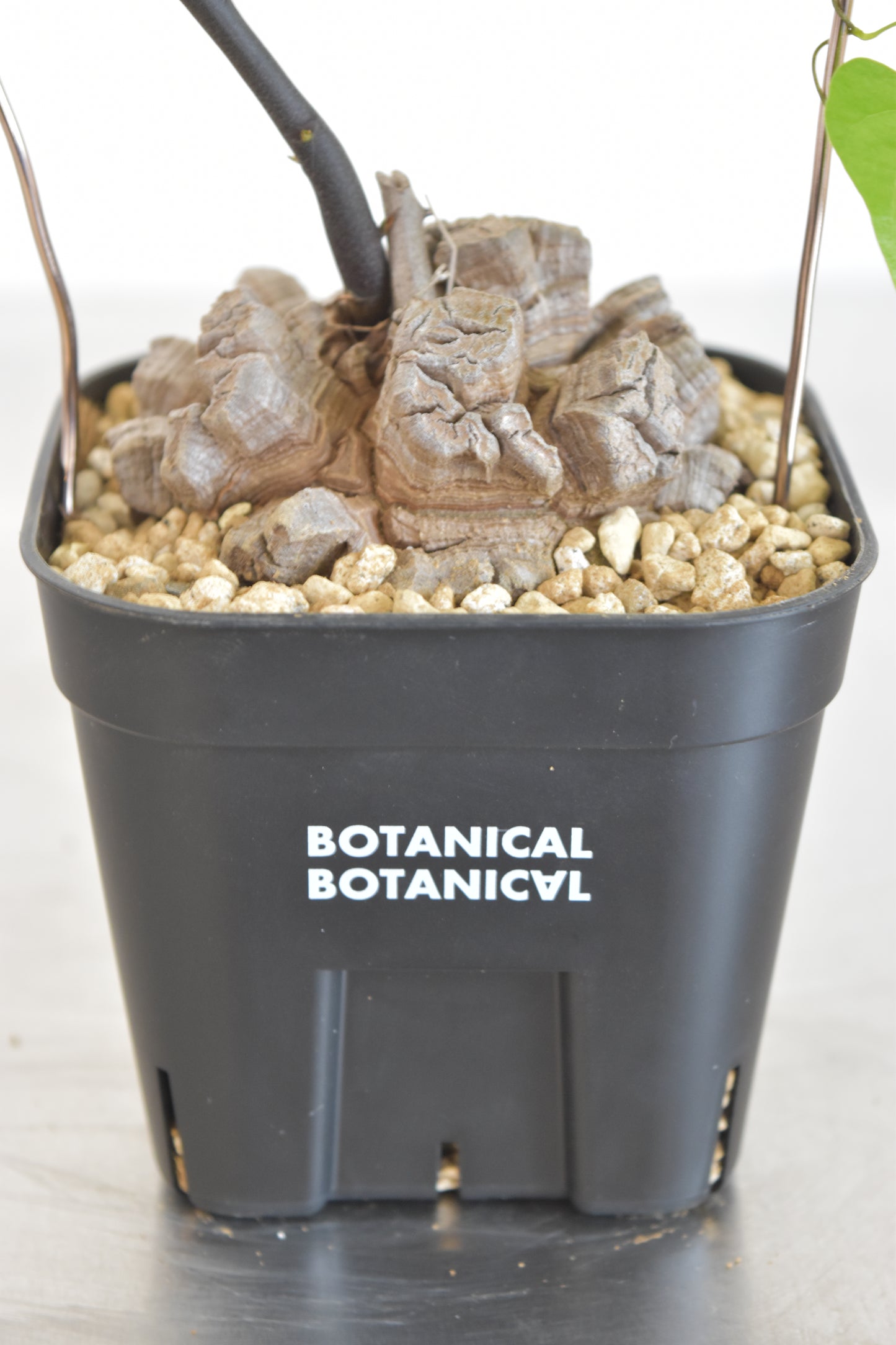 長谷川亀甲竜16