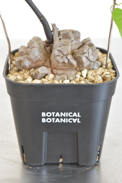 長谷川亀甲竜16