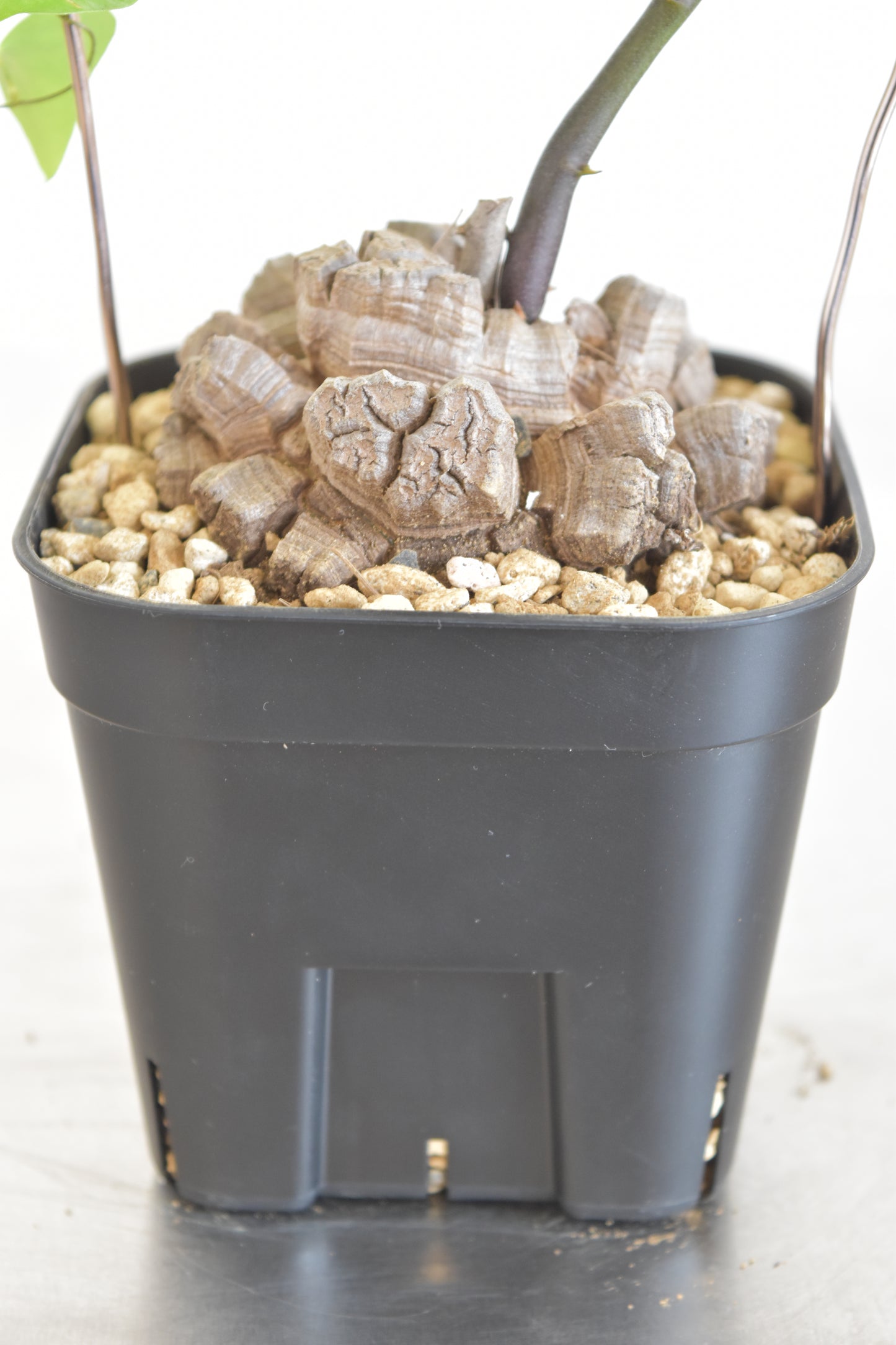 長谷川亀甲竜16