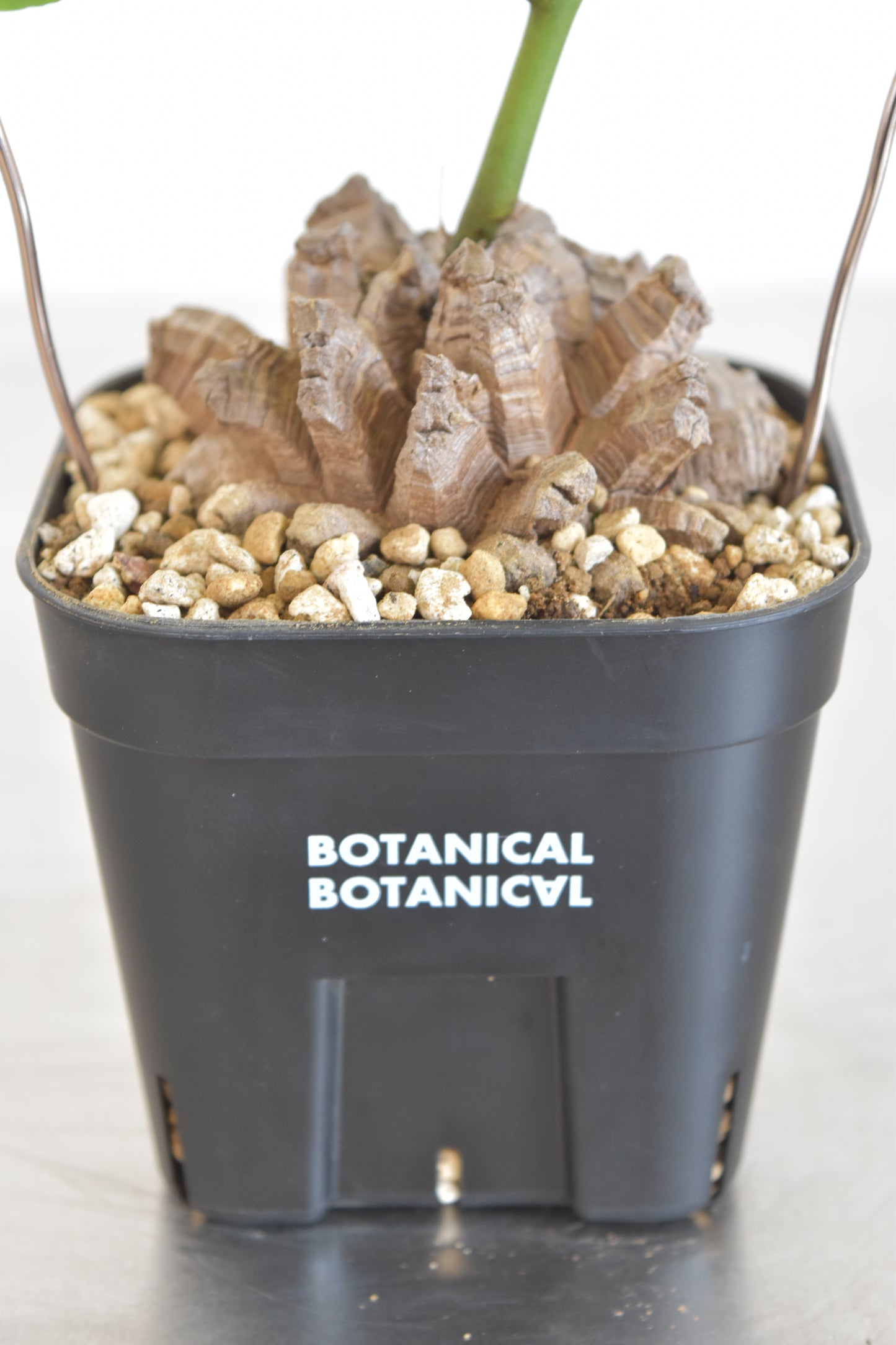 長谷川亀甲竜18