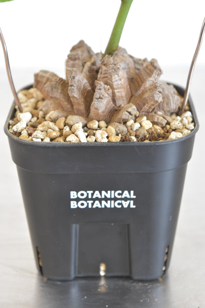 長谷川亀甲竜18