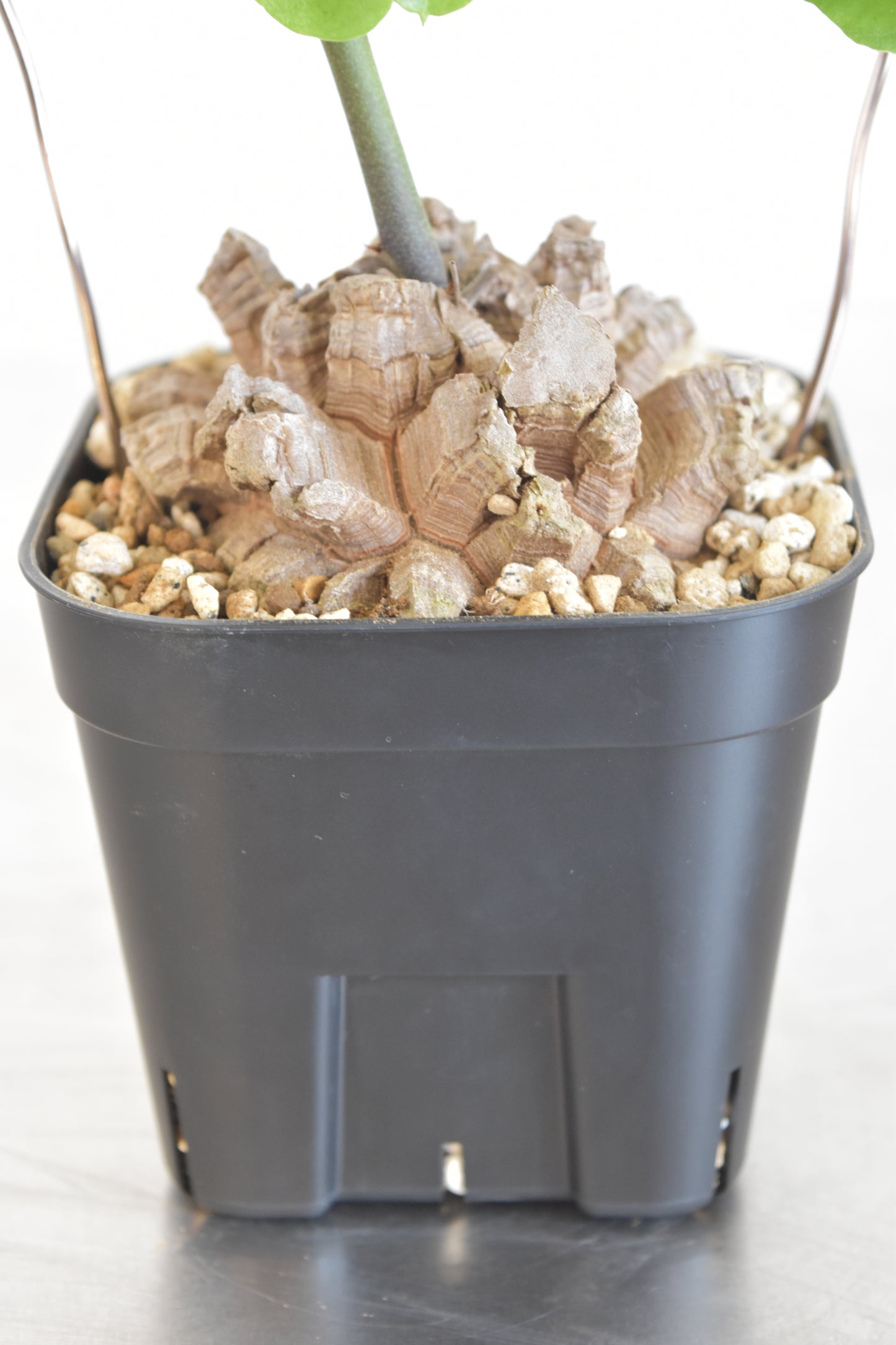 長谷川亀甲竜18