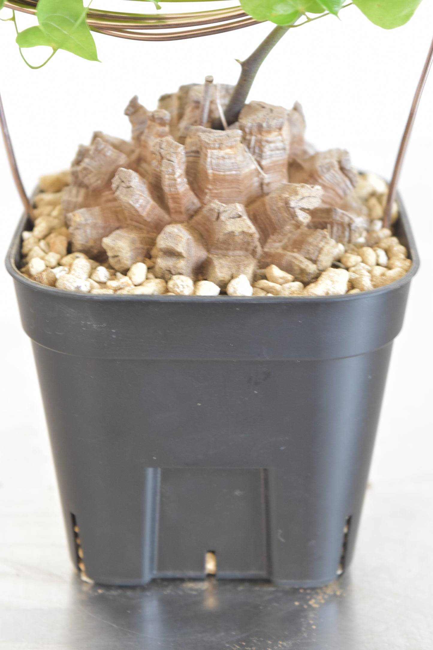 長谷川亀甲竜31