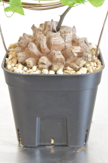 長谷川亀甲竜31