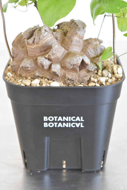 長谷川亀甲竜25