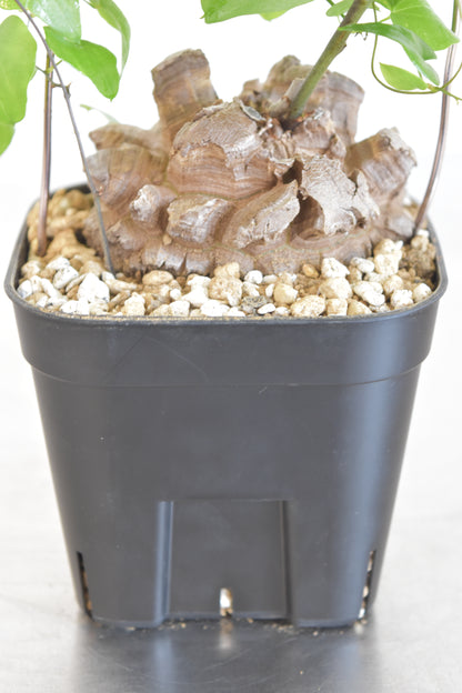 長谷川亀甲竜25