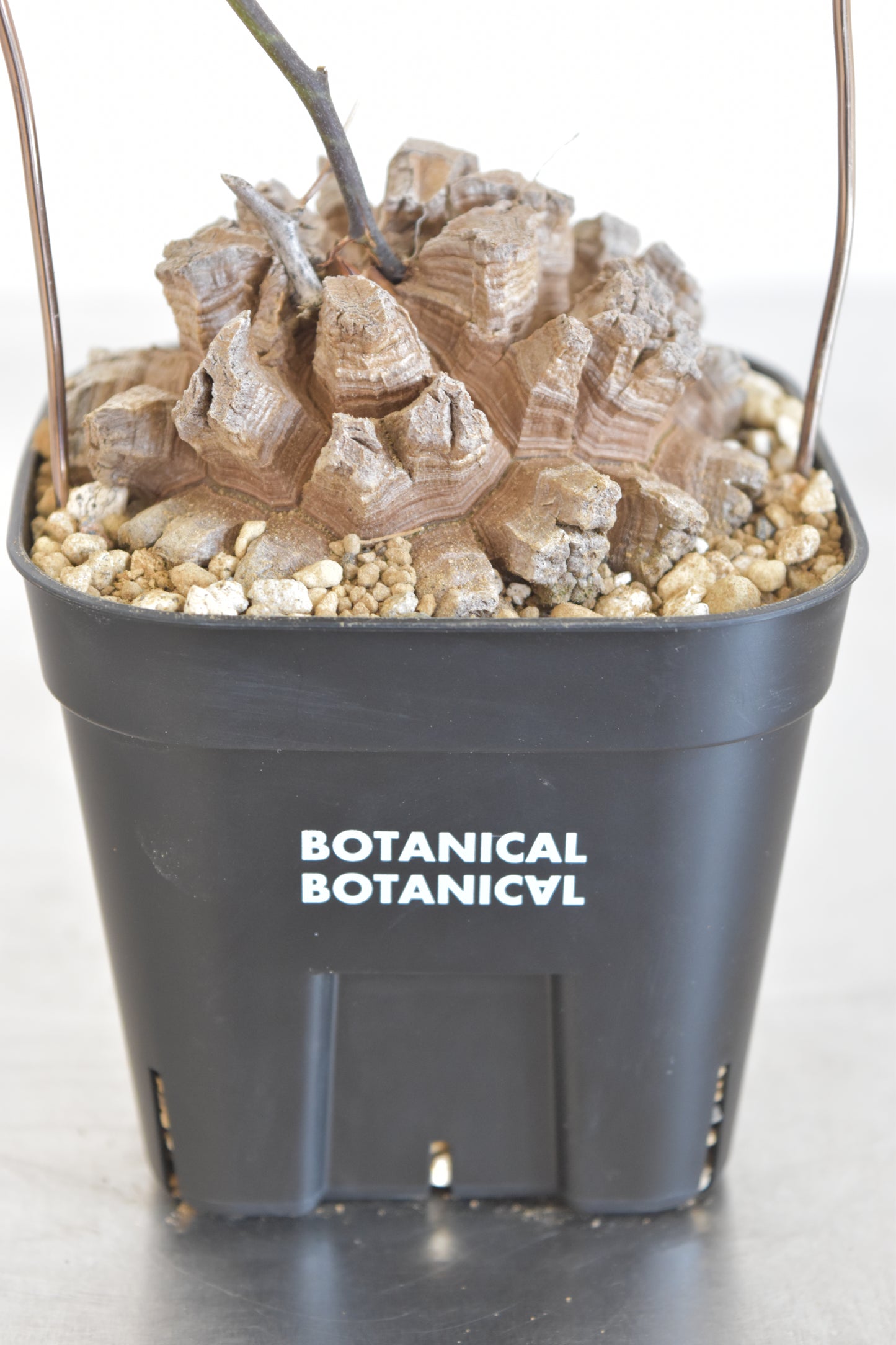 長谷川亀甲竜44