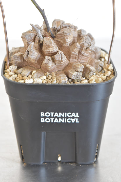 長谷川亀甲竜44