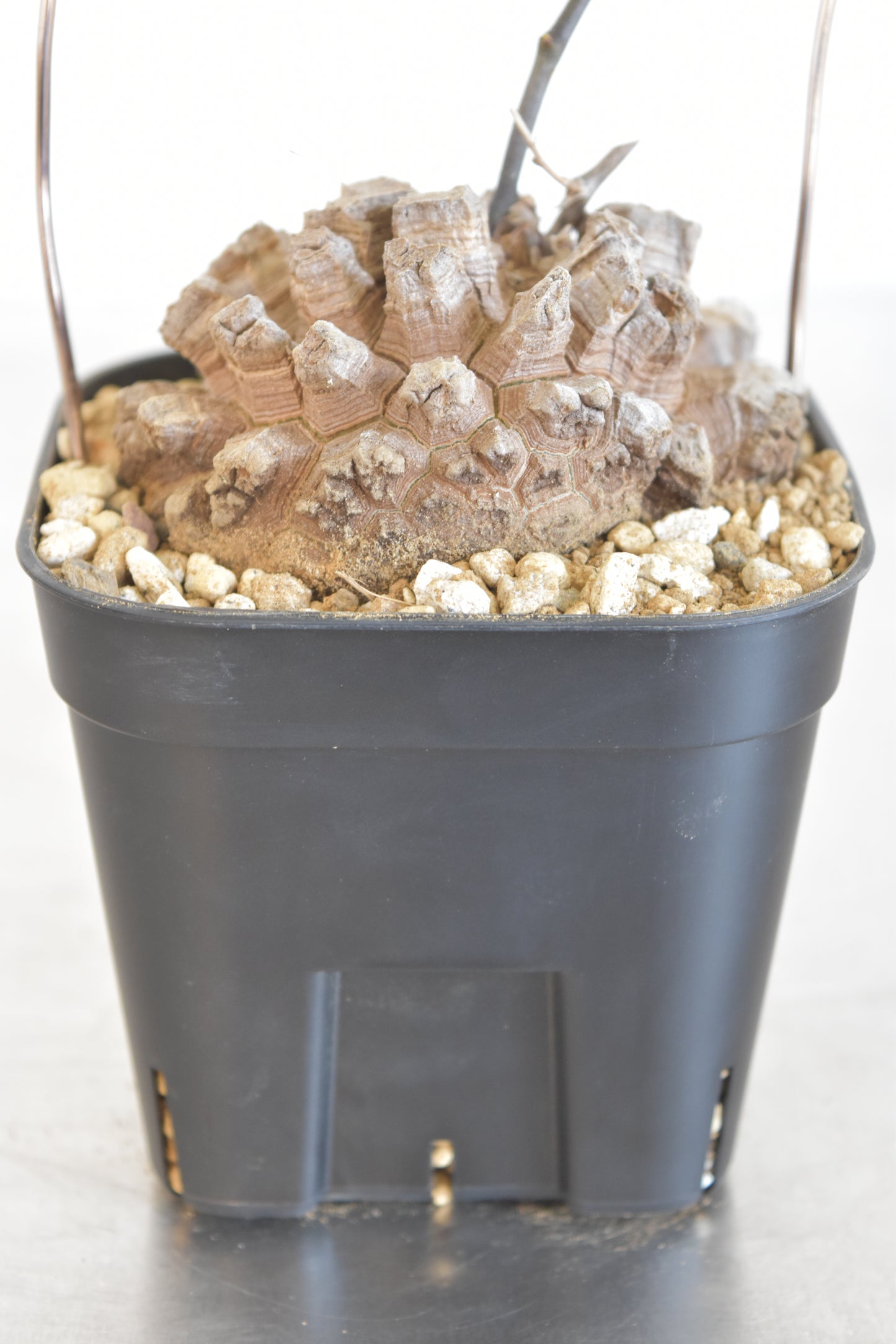 長谷川亀甲竜44