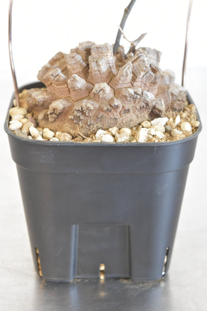 長谷川亀甲竜44