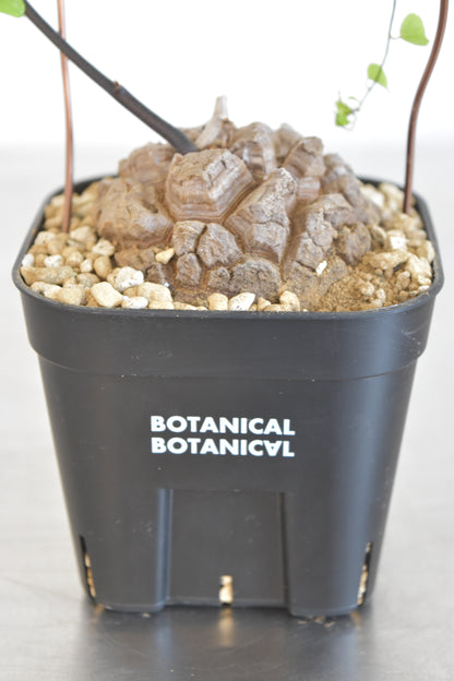 長谷川亀甲竜50