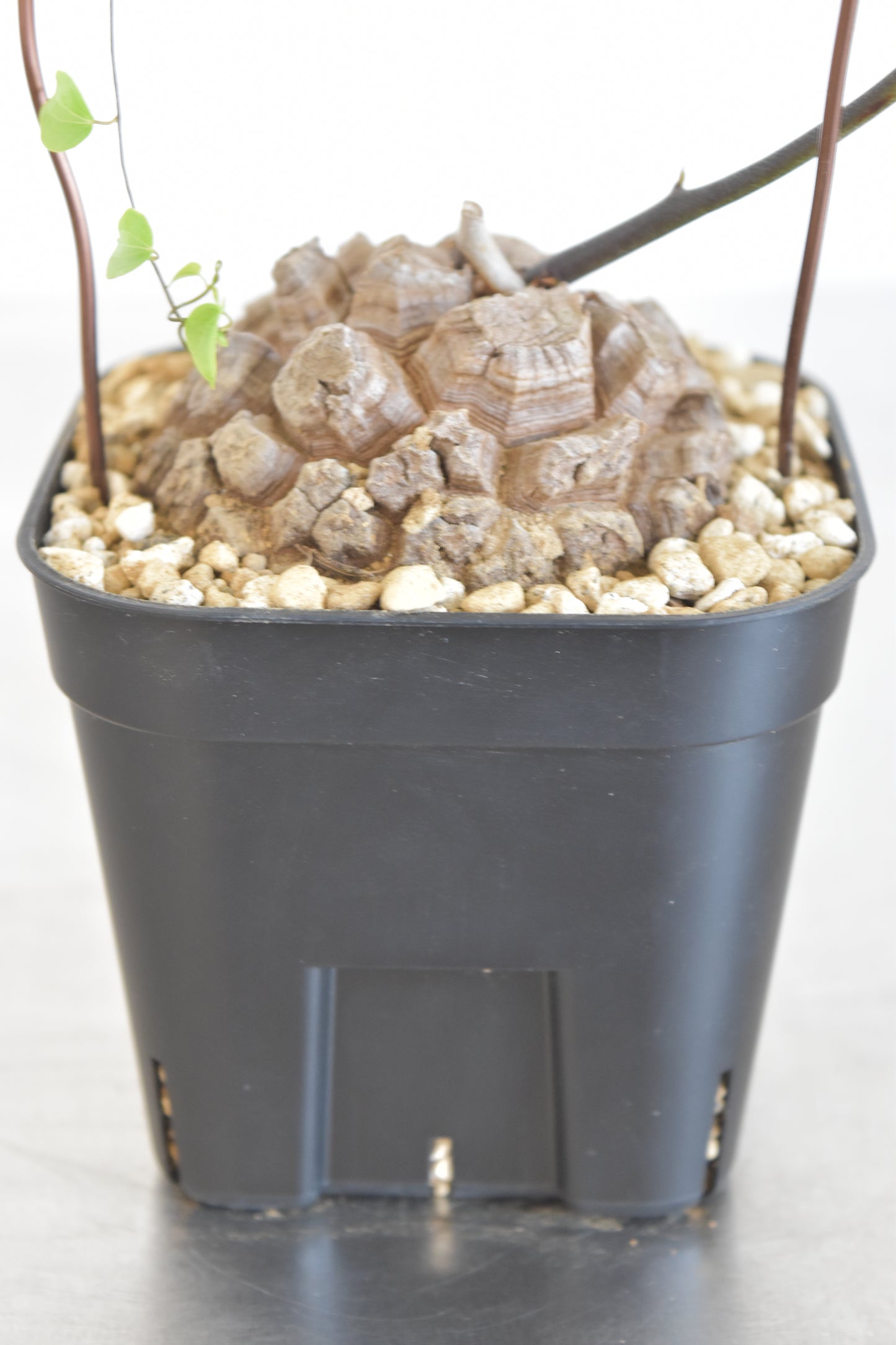 長谷川亀甲竜50