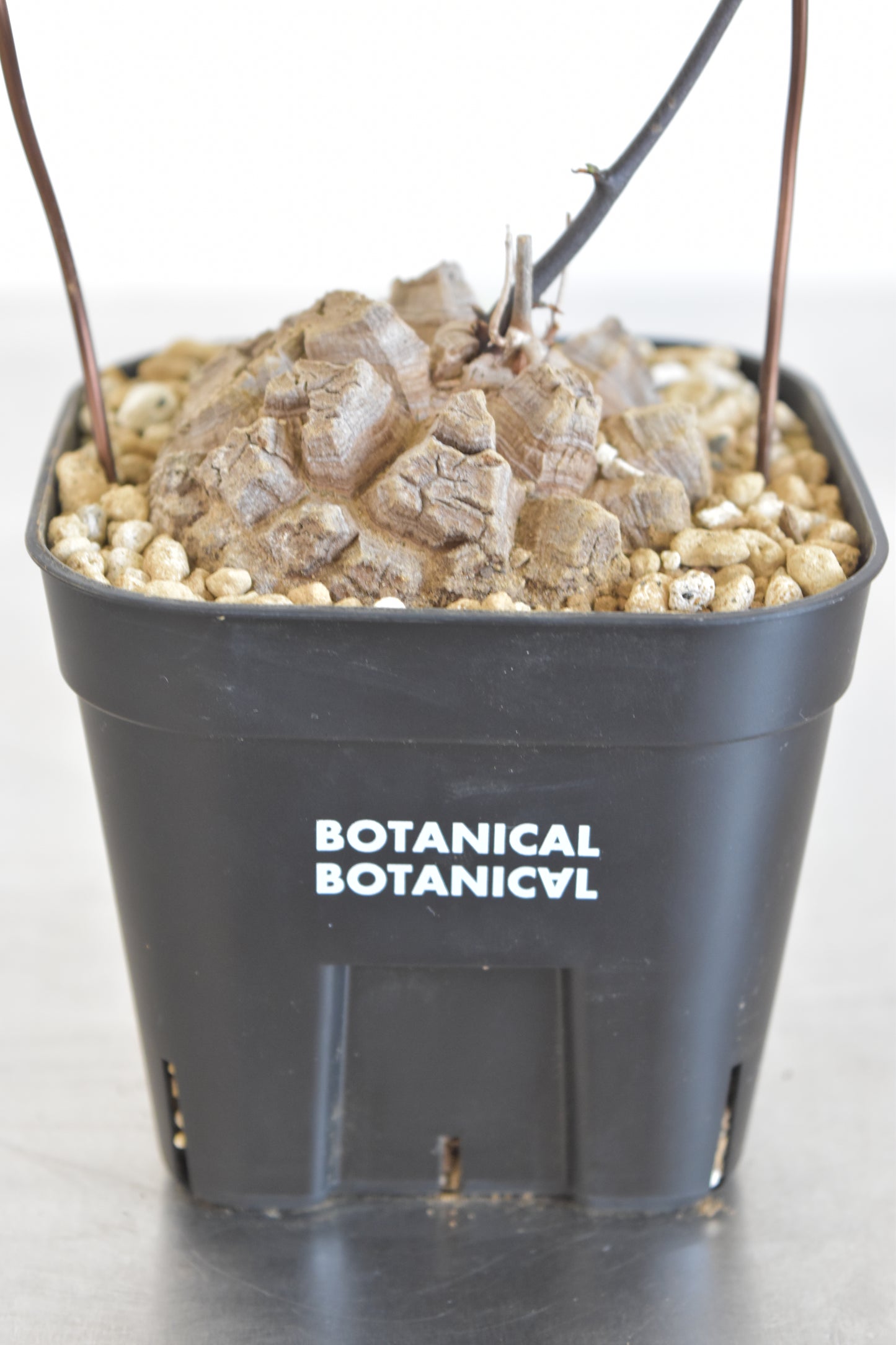 長谷川亀甲竜36