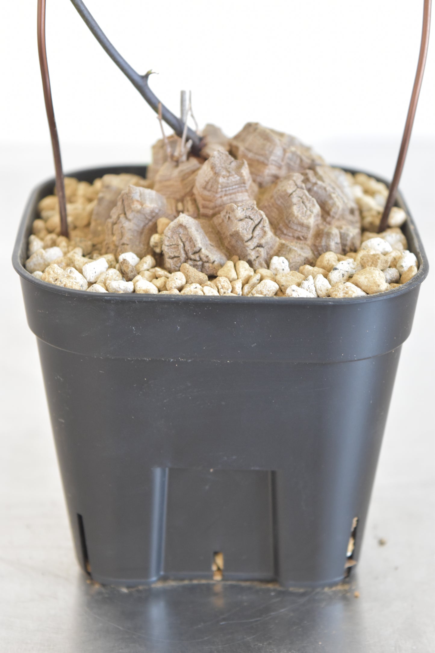 長谷川亀甲竜36