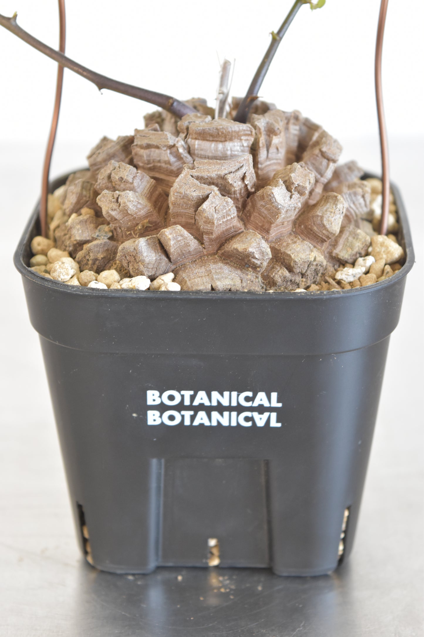 長谷川亀甲竜41