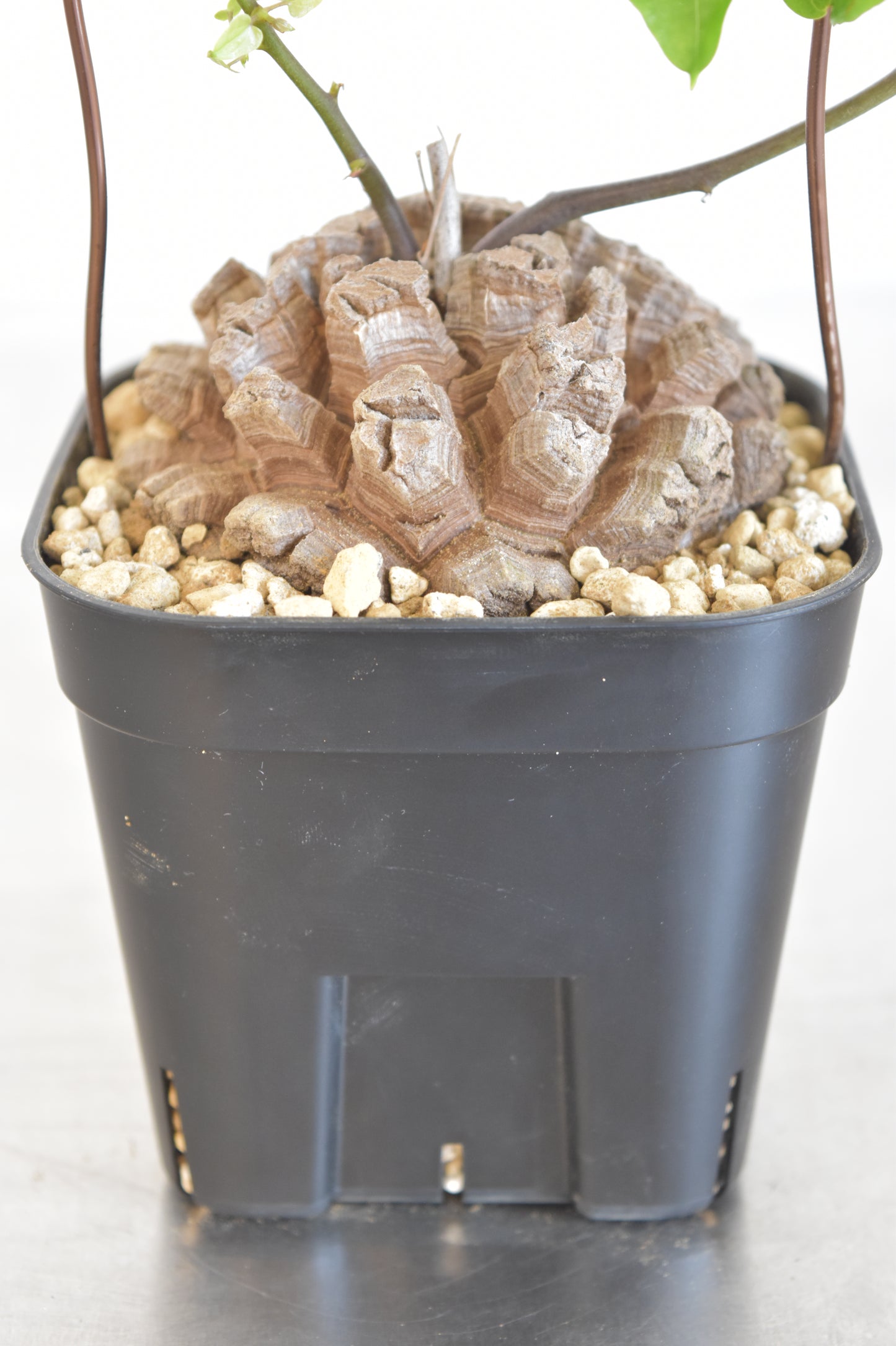 長谷川亀甲竜41