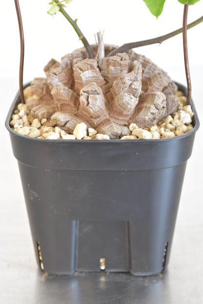 長谷川亀甲竜41