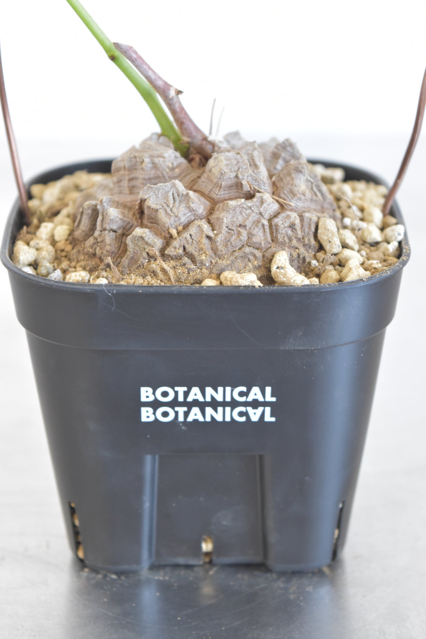 長谷川亀甲竜51