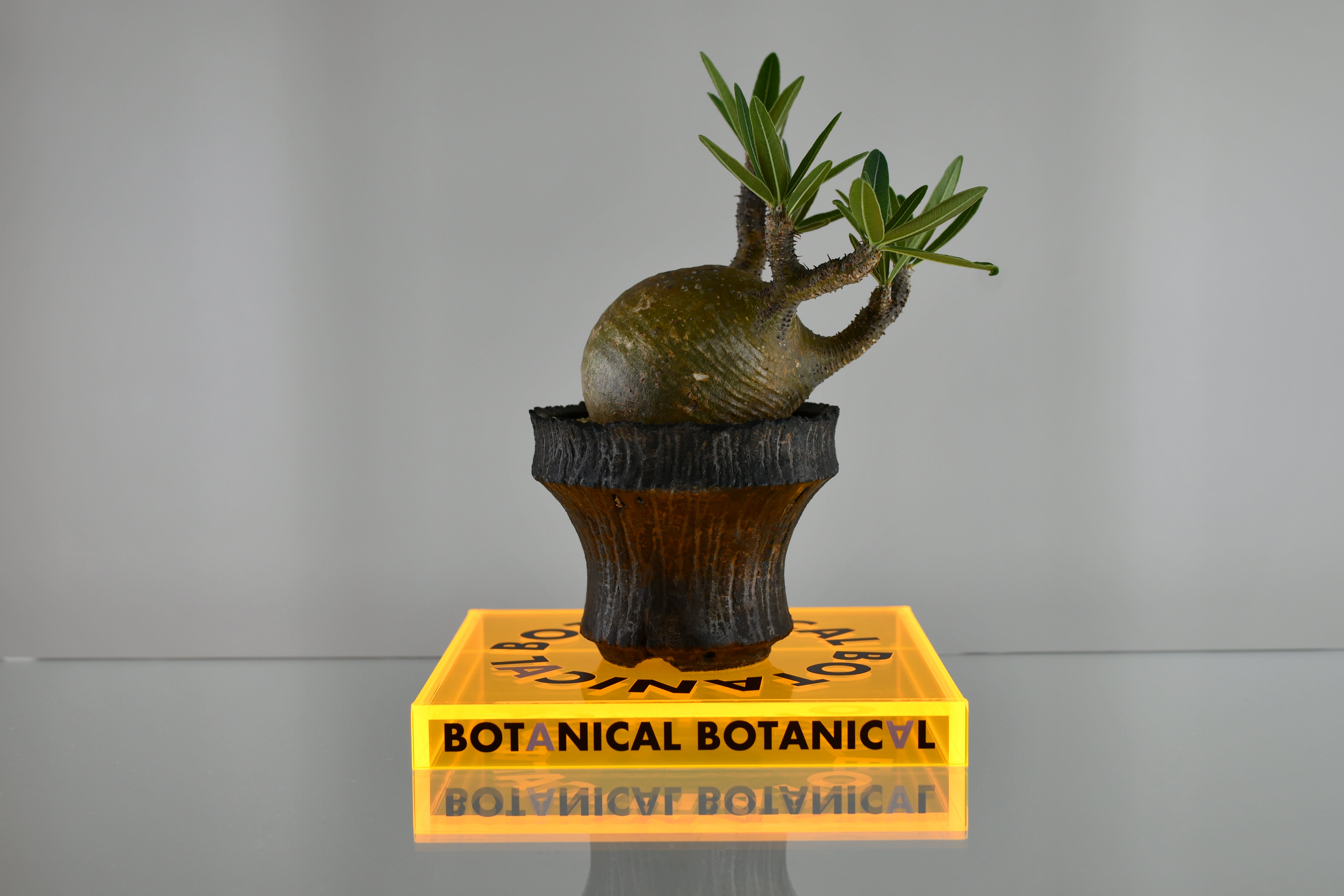 ボタニカルラボページ BOTANICAL BOTANICAL STAND